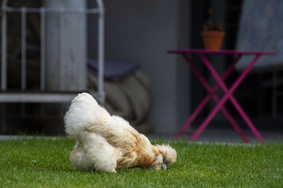 Close-up of a dog relaxing on grass