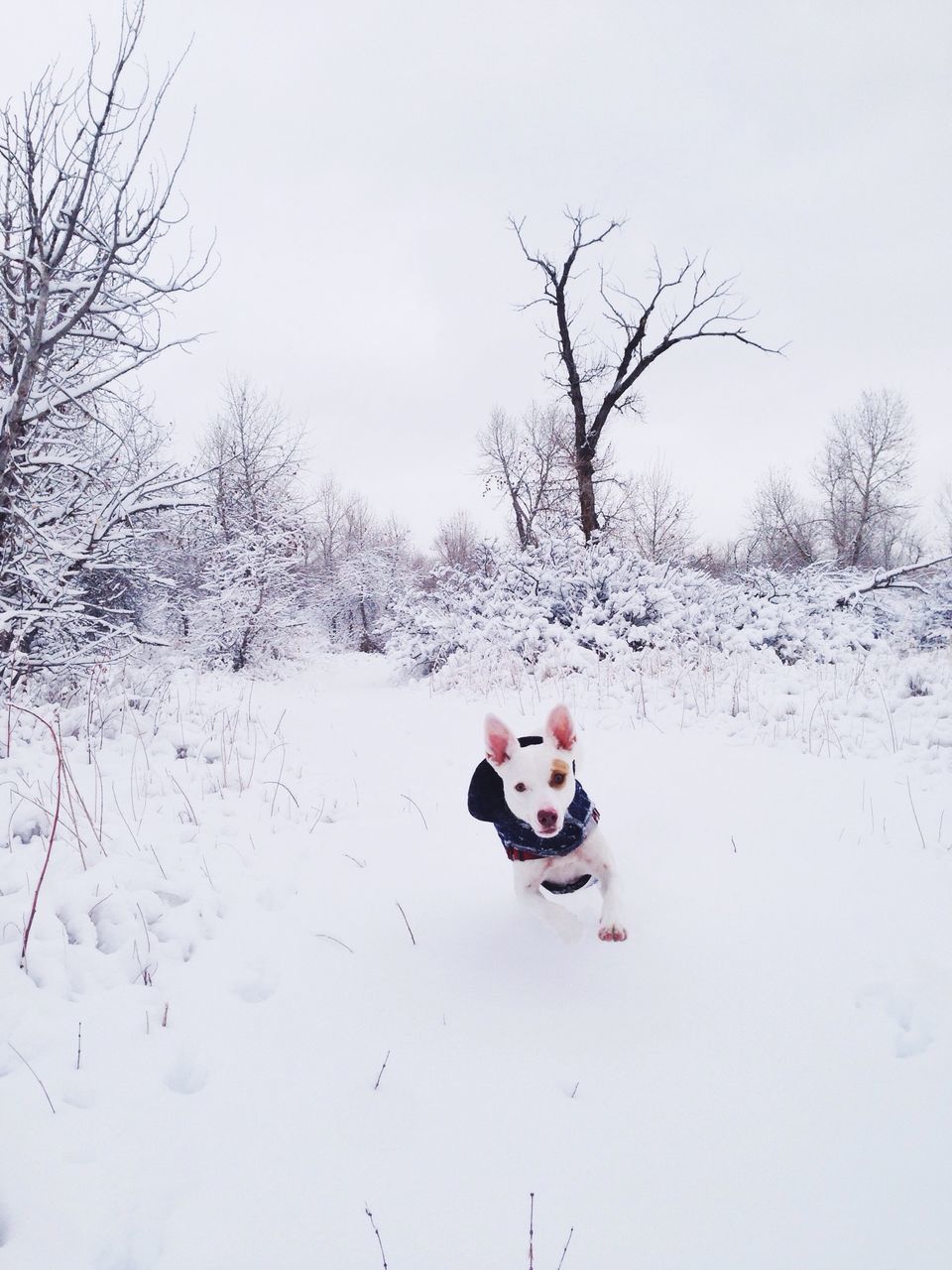 winter, snow, cold temperature, leisure activity, lifestyles, season, tree, bare tree, clear sky, weather, landscape, field, full length, childhood, covering, nature, men