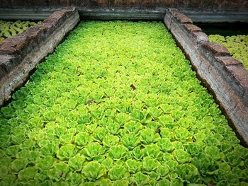 High angle view of green grass