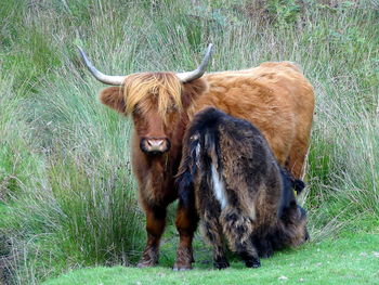 Cow standing on field