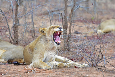 View of a cat yawning