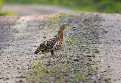 Female hen capercaillie - great wood grouse on dirt road in forest