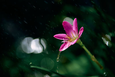 Close-up of wet pink flower