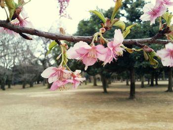 Close-up of pink flowers blooming on tree