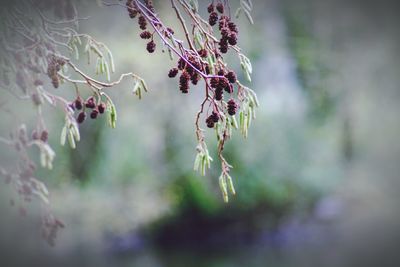 Close-up of purple flowering plant