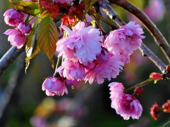 Close-up of pink cherry blossoms