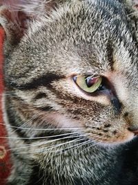 Close-up of cat