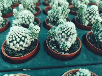 High angle view of potted plants on table