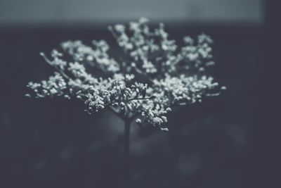 Close-up of flower plant