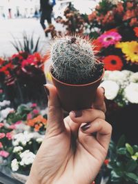 Close-up of hand holding potted cactus at flower shop