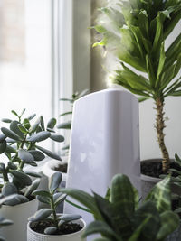 Ultrasonic humidifier among houseplants. flower pots with succulent plants on windowsill. 