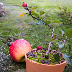 Close-up of fruits on plant