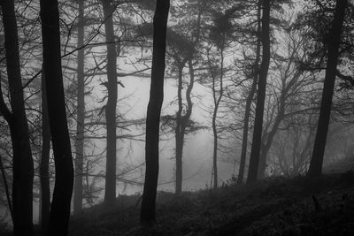 Trees in forest