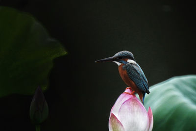 Close-up of bird perching on a flower