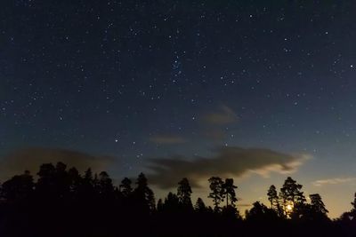 Silhouette trees against sky at night