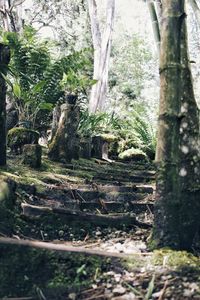 Trees in forest