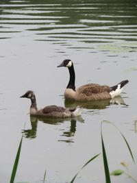 Ducks swimming in lake