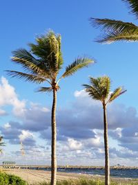 Low angle view of palm tree against sky