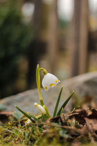 Close-up of white crocus flower