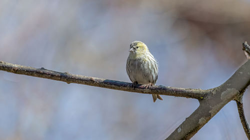 Low angle view of bird perching on branch