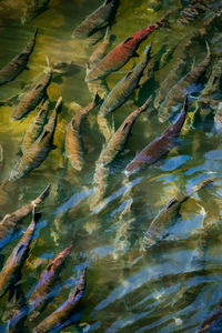 A close-up illustration of chinook salmon in tumwater, washington.