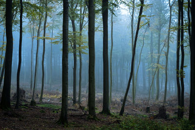 Hazy forest in autumn