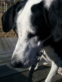 Close-up of dog