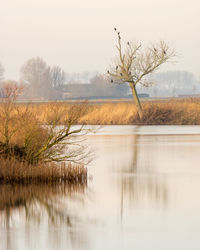 Bare tree by lake against sky