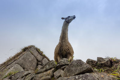 Low angle view of llama on rock against sky