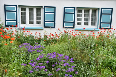 Flowers growing on window of building