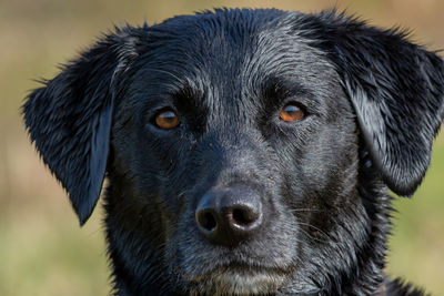 Head shot of a wet black labrador