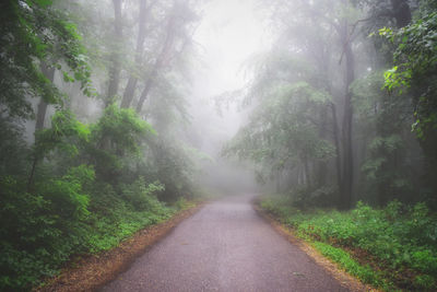 Road amidst trees in forest