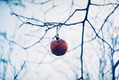 Close-up of strawberry hanging on tree