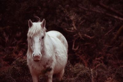 Sheep grazing on field