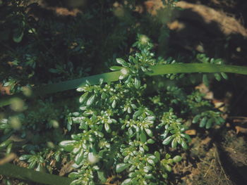 High angle view of plants growing on field