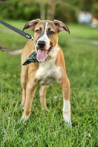 Portrait of dog running on grass