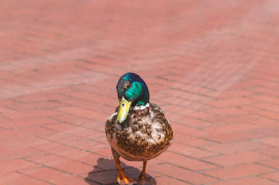 Close-up of duck