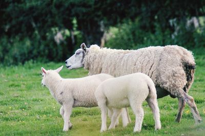 Sheep in a field