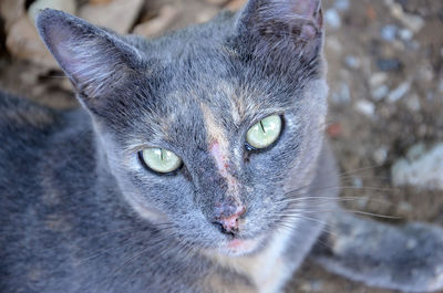 Close-up portrait of cat