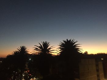 Silhouette of palm trees at night