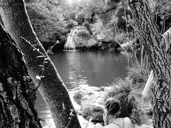 Trees in water against sky