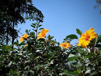 Low angle view of flowering plants against sky