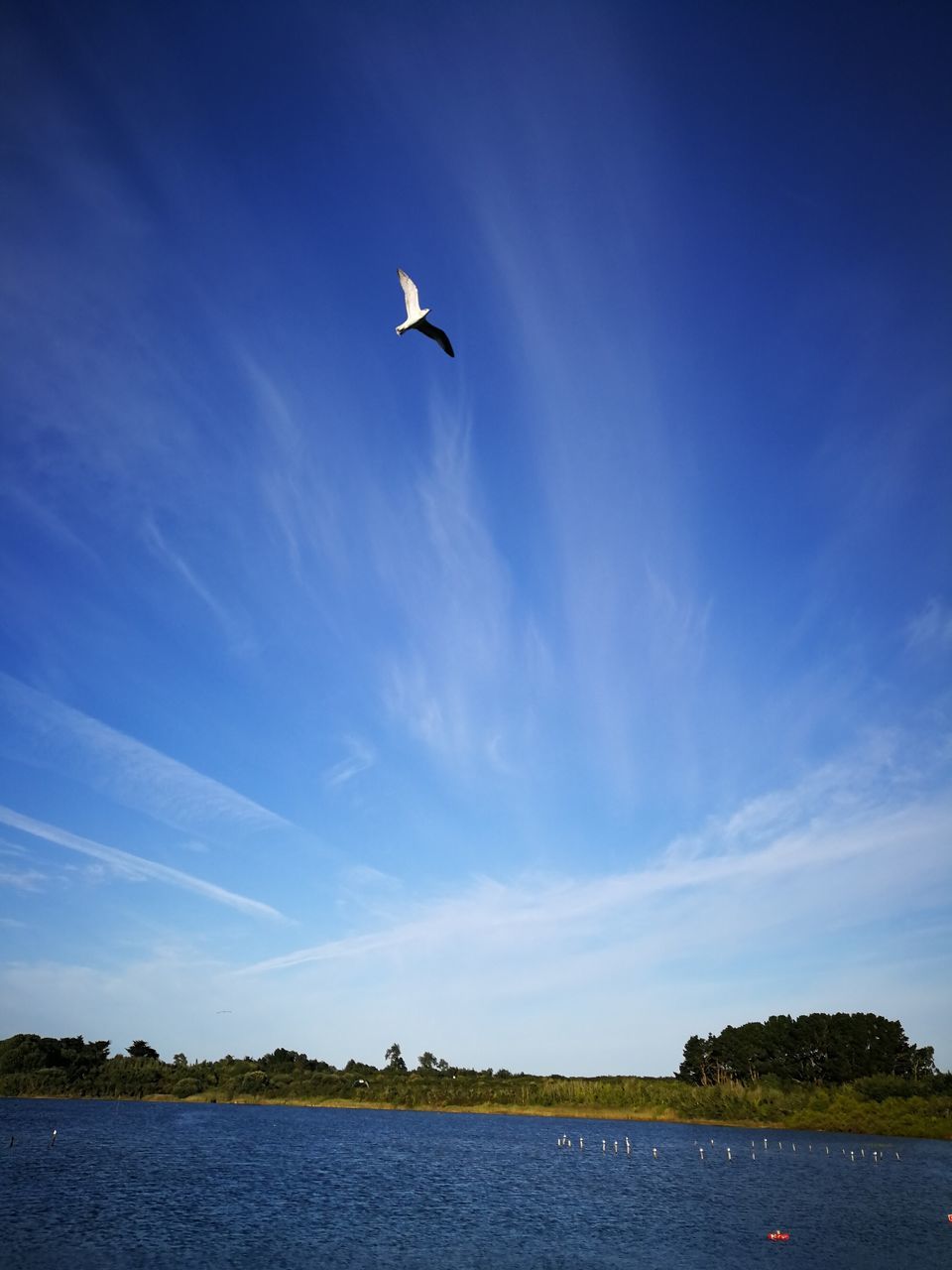 sky, flying, nature, water, beauty in nature, bird, one animal, cloud - sky, outdoors, animal themes, day, scenics, lake, no people, blue, animals in the wild, tree, spread wings