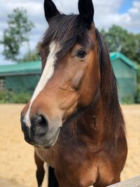 Close-up of horse on field