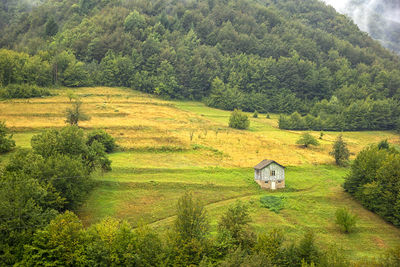 View of horse on field