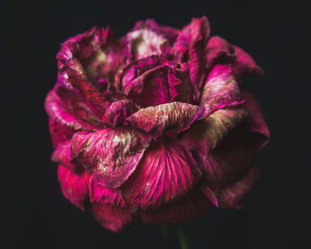 Close-up of wilted flower against black background