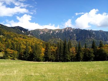 Scenic view of pine trees against sky