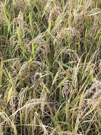 Full frame shot of bamboo on field