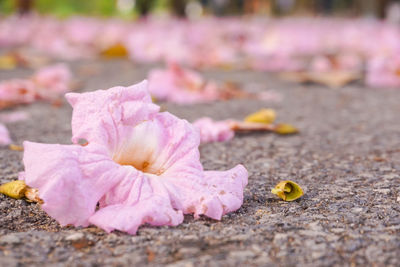 Close-up of pink flower on footpath