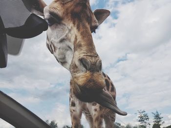 Low angle view of horse against sky